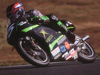 rs1253